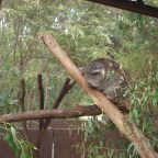 Les animaux Australiens !