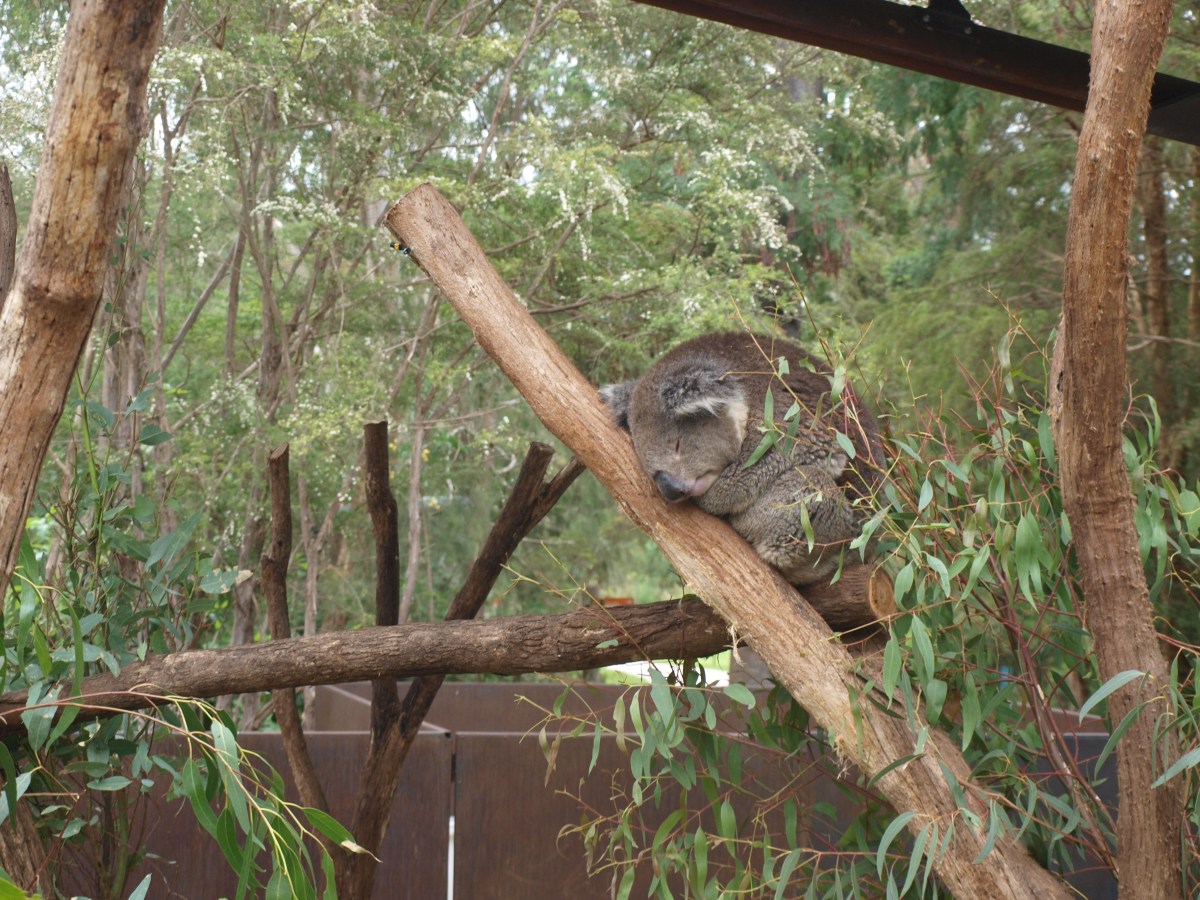 Les animaux Australiens !